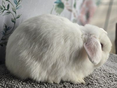 Bew Holland Lop Doe