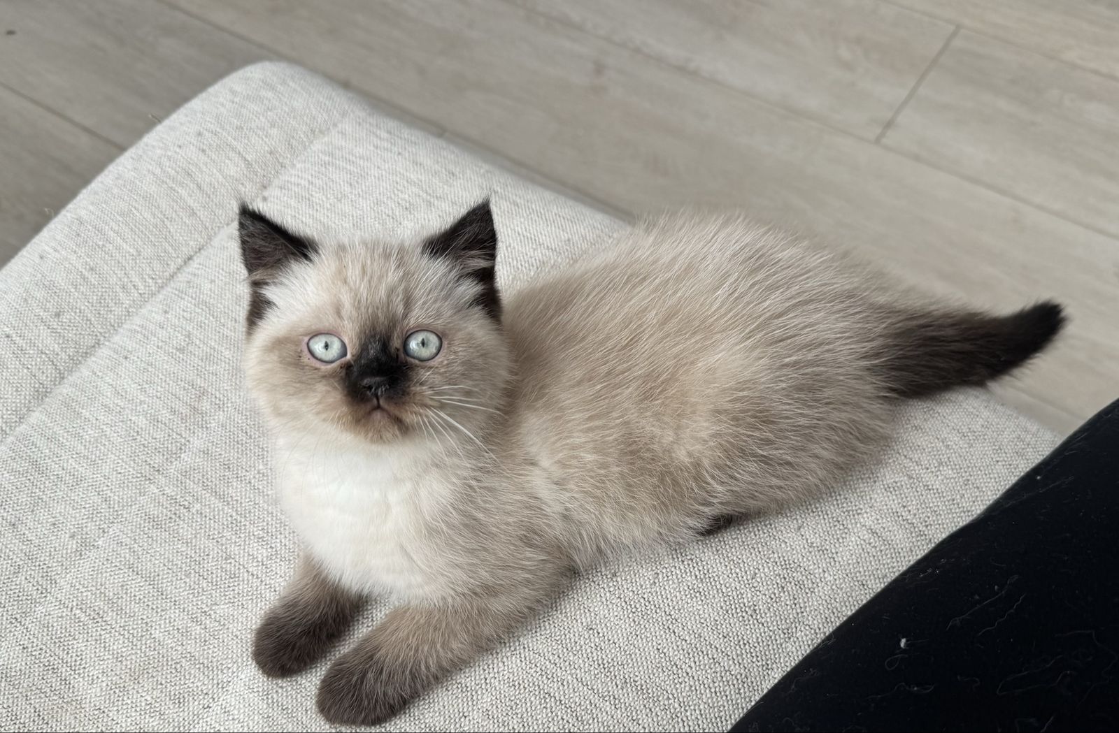 Purebred Persian Kitten