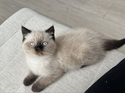 Purebred Persian Kitten