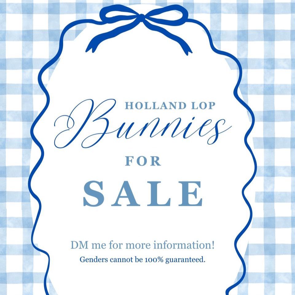 Holland Lop Bunnies for Sale - 12 weeks old 2 boys 2 girls!