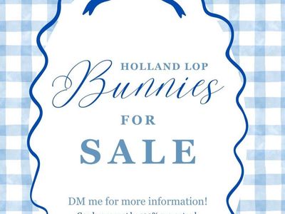 Holland Lop Bunnies for Sale - 12 weeks old 2 boys 2 girls!
