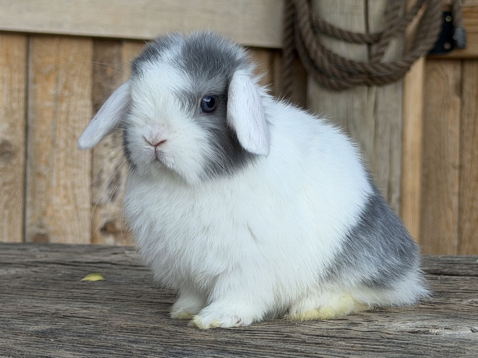 Pedigreed WE VM Holland Lop Bunny boy