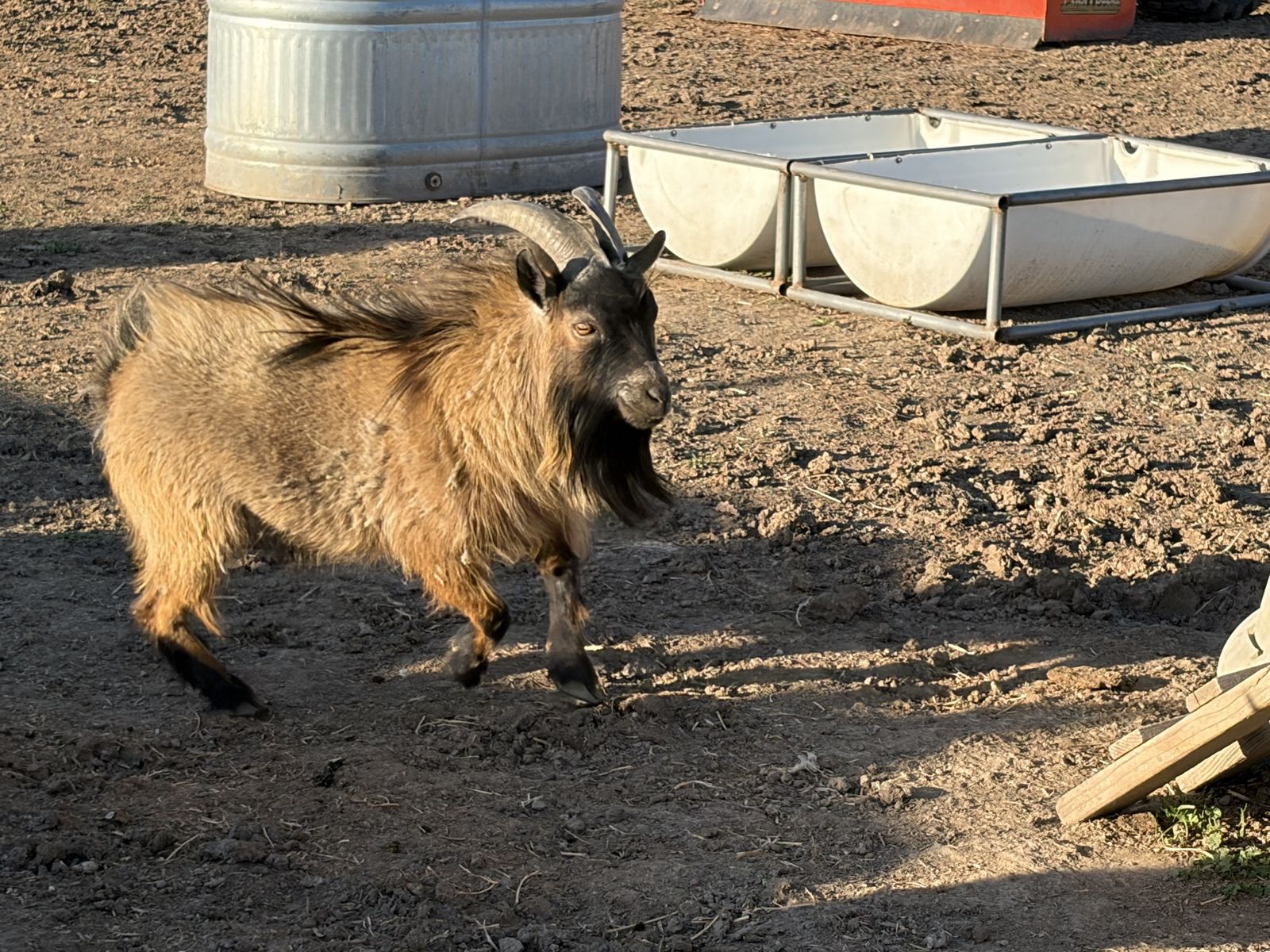 Pygmy Buck for sale