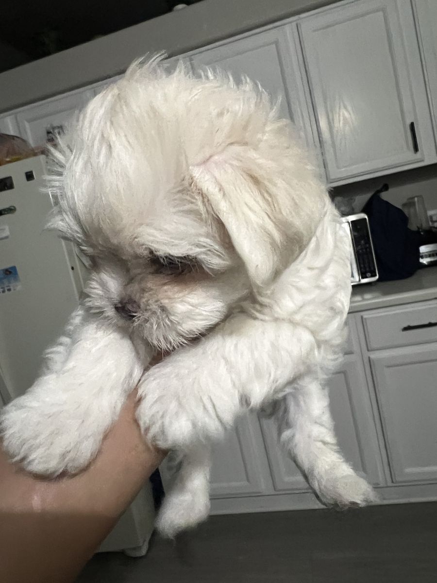 Maltese puppy