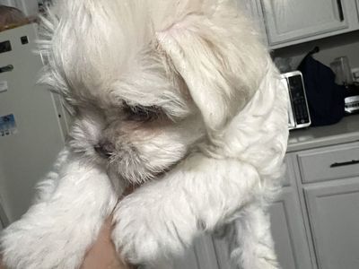 Maltese puppy