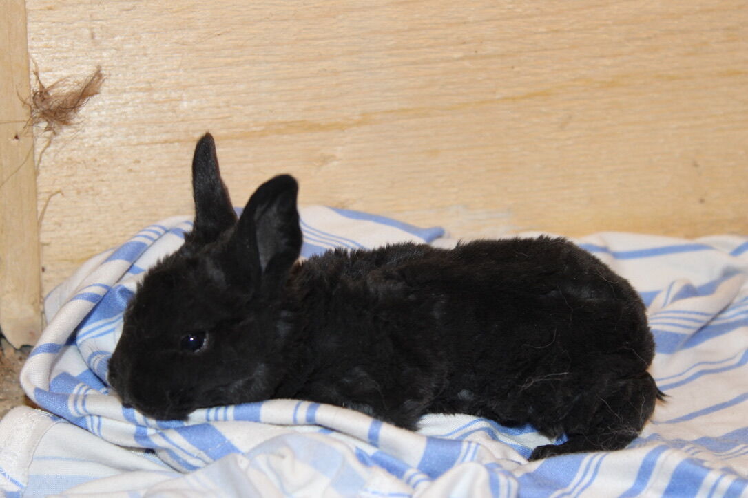 Reserve Your Baby Bunny! Meet Raven...