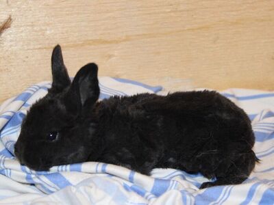 Reserve Your Baby Bunny! Meet Raven...