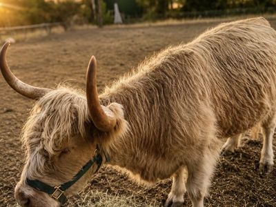 Blonde small framed mini highland OBO