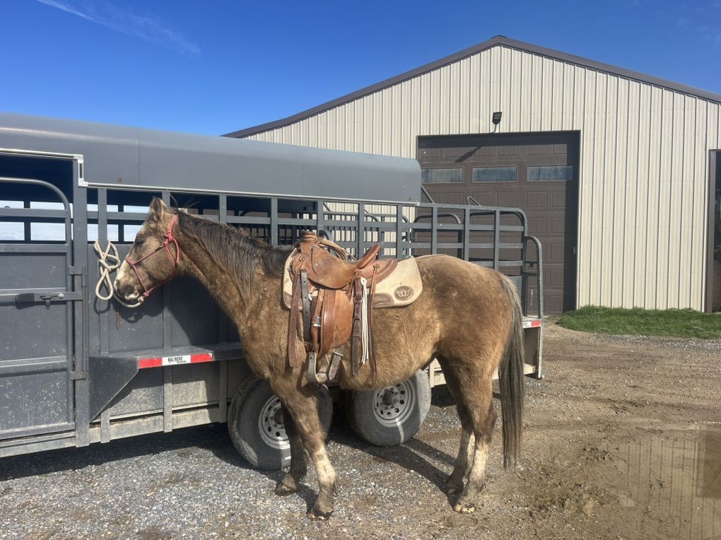 19 Year Old Gelding
