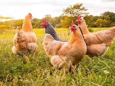 Young Hens - Started Pullets 18wks Old - Available NOW!