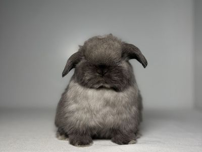 Holland Lop Buck