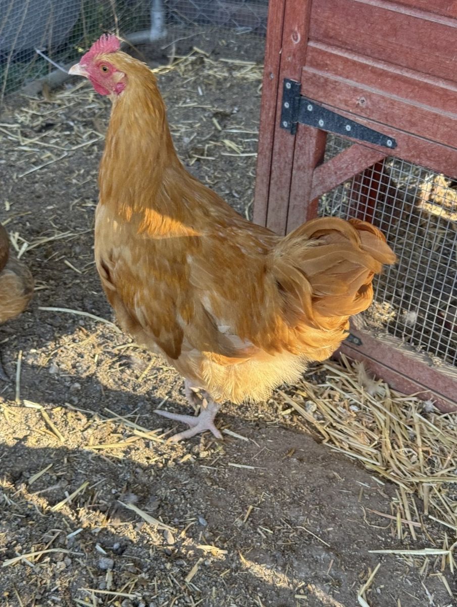 Buff Rooster