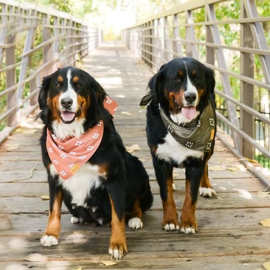AKC registered Bernese Mountain dogs