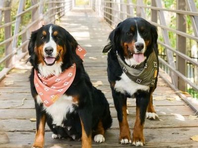 AKC registered Bernese Mountain dogs