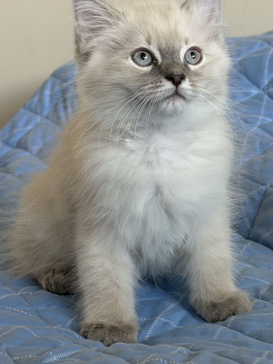 Beautiful Ragdoll Kittens – Ready for Their Forever Homes!