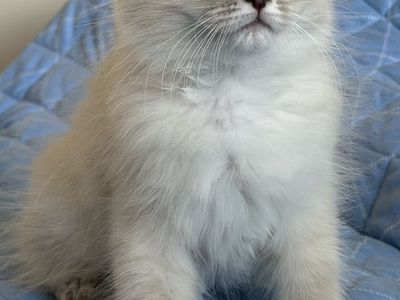 Beautiful Ragdoll Kittens – Ready for Their Forever Homes!