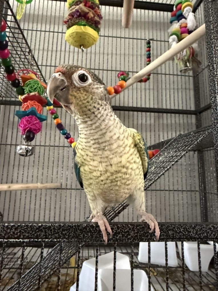 Green Cheek Conure