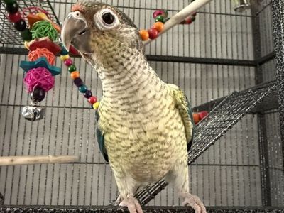 Green Cheek Conure