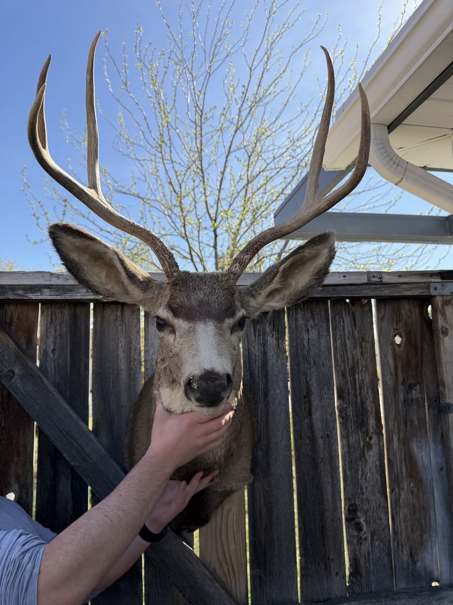 Mule Dear Head
