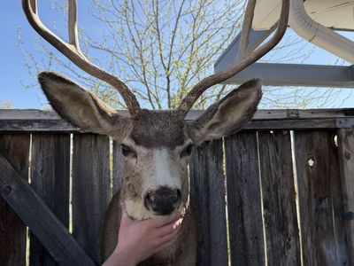 Mule Dear Head