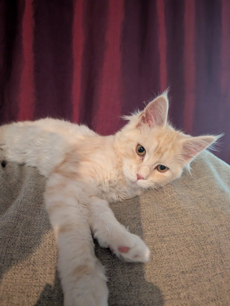 Maine Coon kitten female, spayed