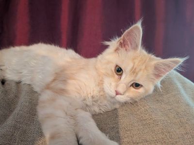 Maine Coon kitten female, spayed