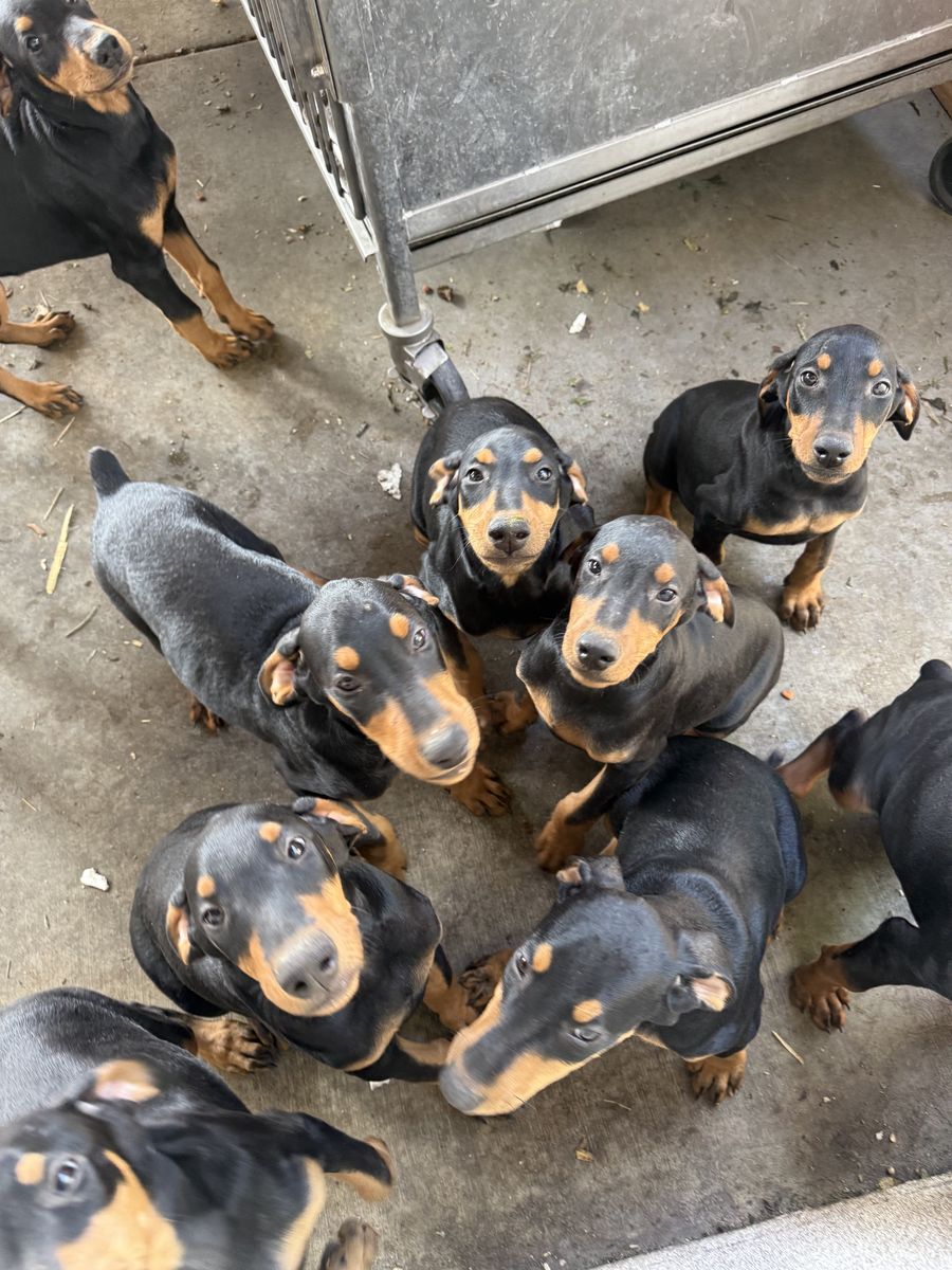AKC Dobermans