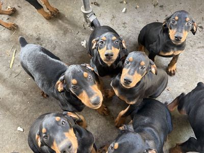 AKC Dobermans