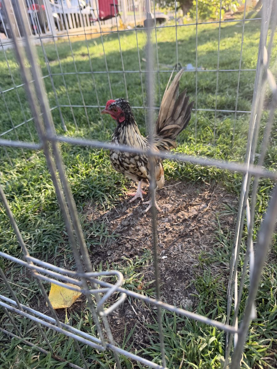 Minis aztec cocks