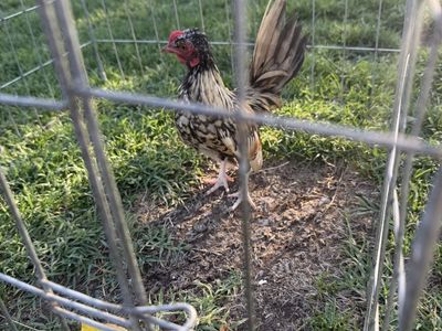 Minis aztec cocks