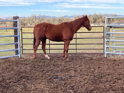 7 Yo Thoroughbred Gelding
