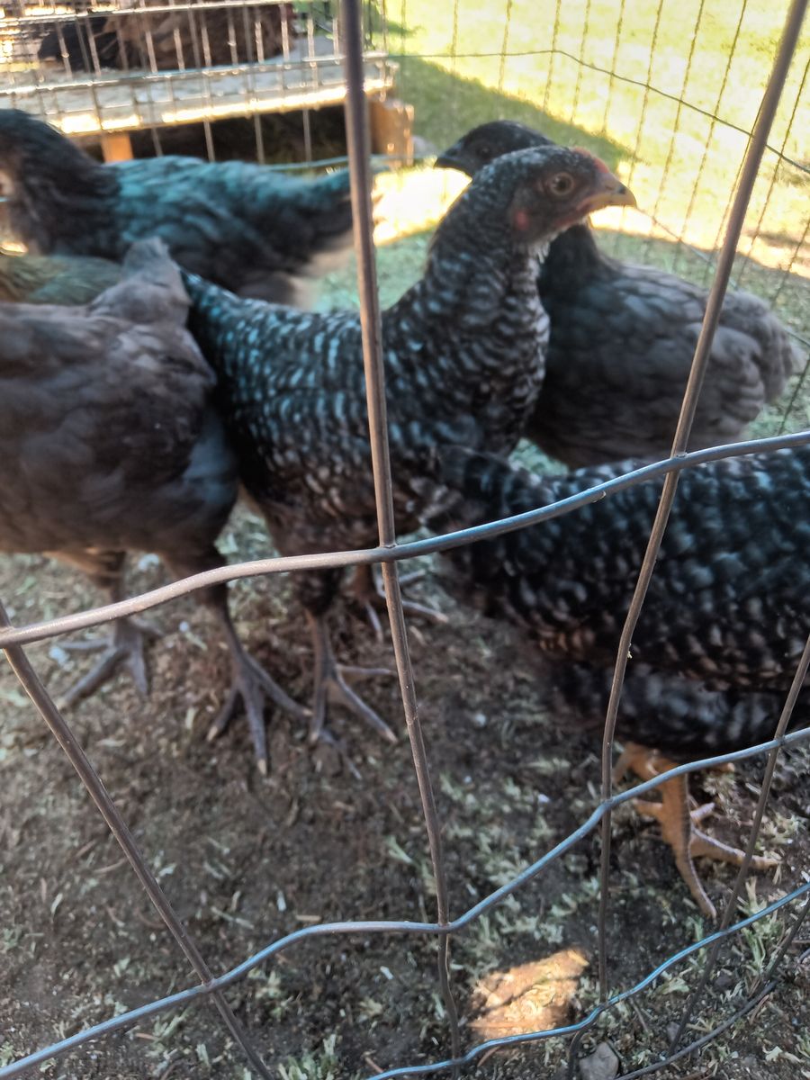 Pullets