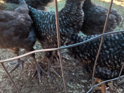 Pullets