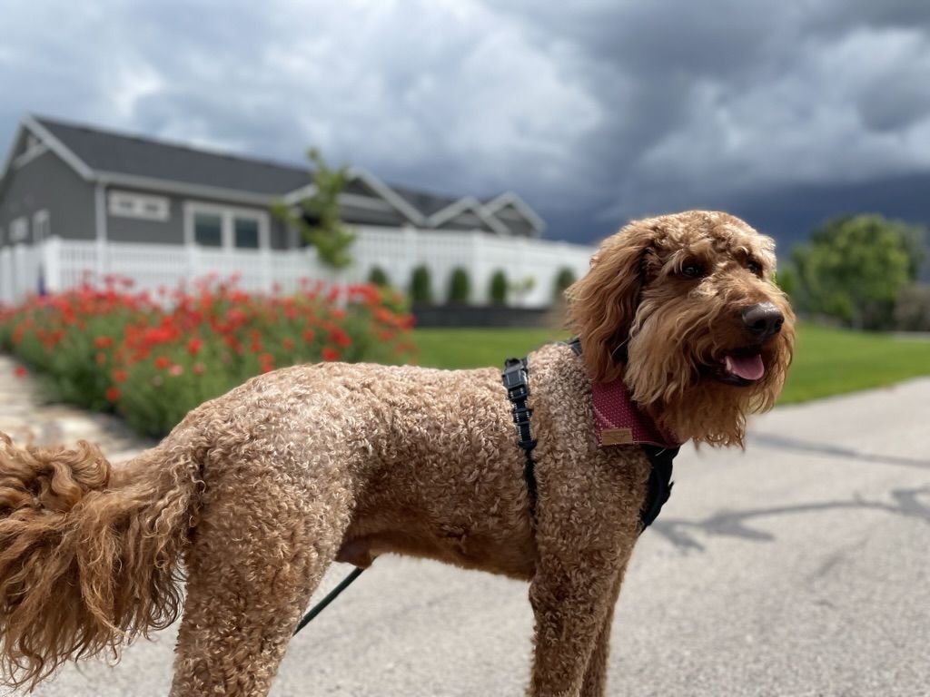 Looking to Rehome Standard Irish Doodle