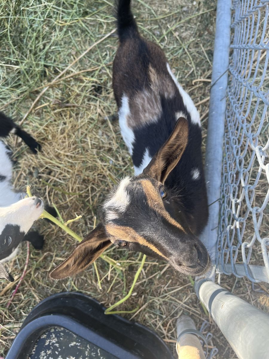 9 week old Nigerian doeling 