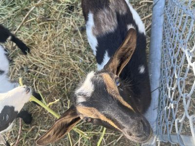 9 week old Nigerian doeling