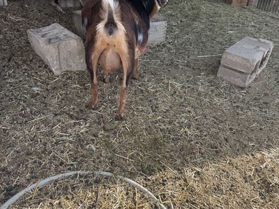 🥛Milk goat- Nigerian Dwarf. Steady supply-Ready to be milked!