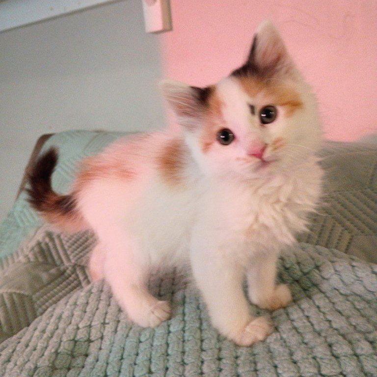 Gorgeous Rare Calico Siberian kitten