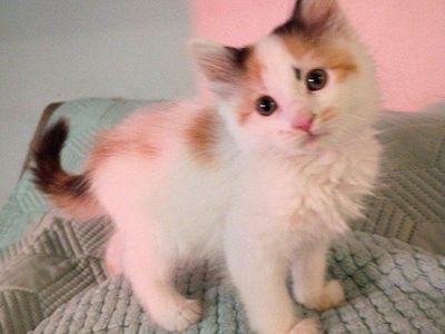 Gorgeous Rare Calico Siberian kitten