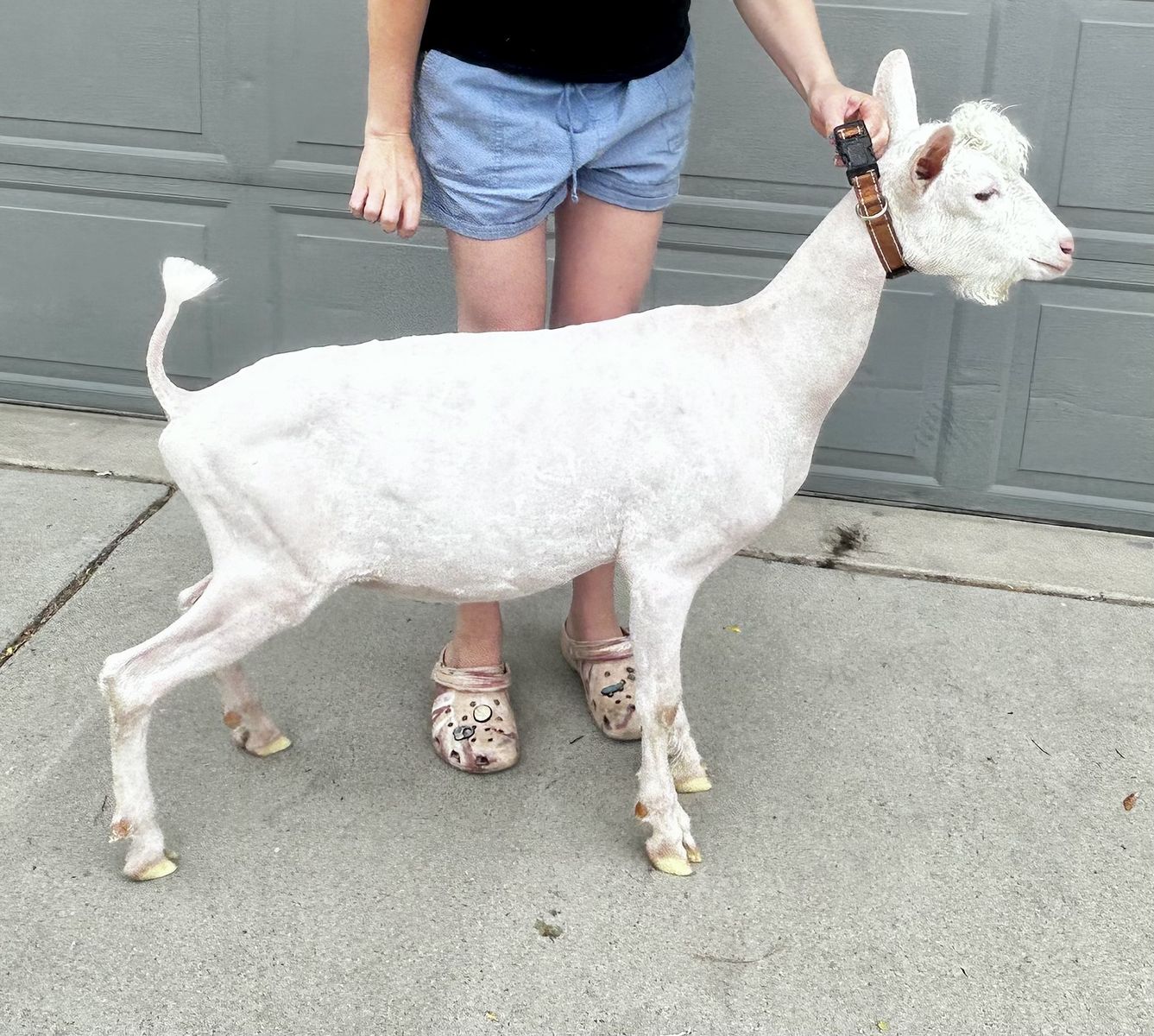 ADGA Registered Purebred Saanen Buck