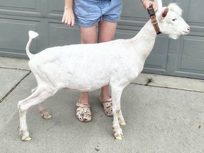 ADGA Registered Purebred Saanen Buck