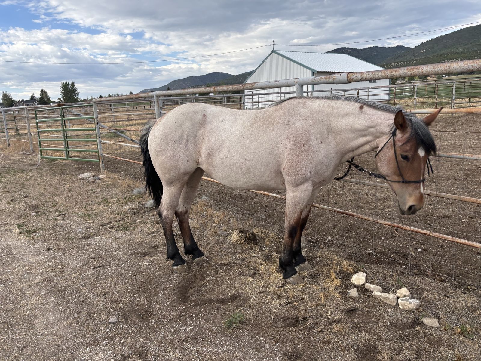 5 year old half draft mare