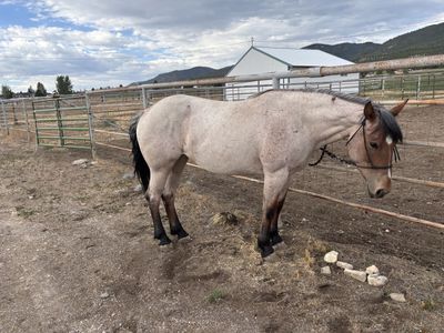 5 year old half draft mare