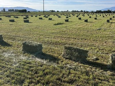 Grass hay