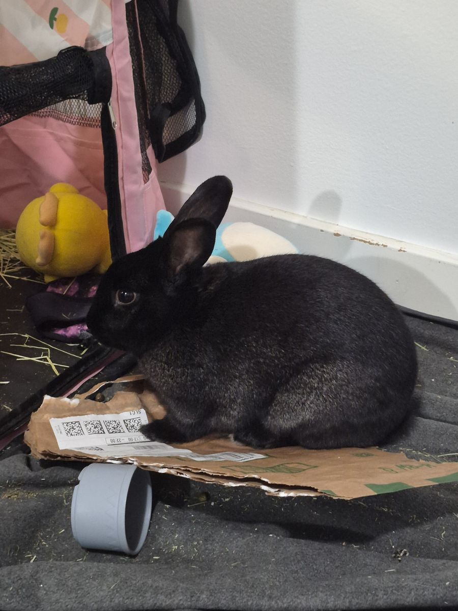 Havana breed bunny 1y/o FREE