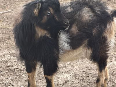 Nigerian Dwarf Buck Blue Eyes