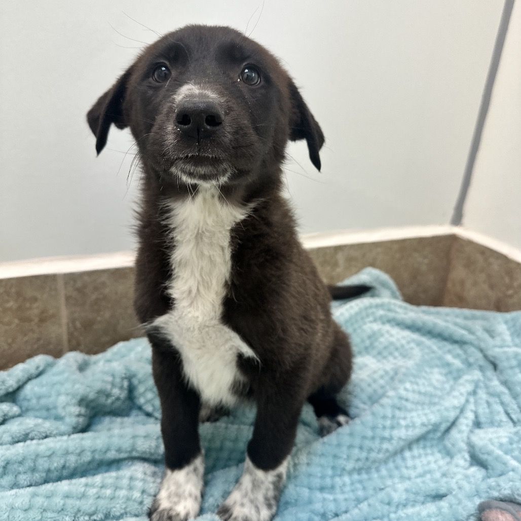 Hello my name is Gremolata