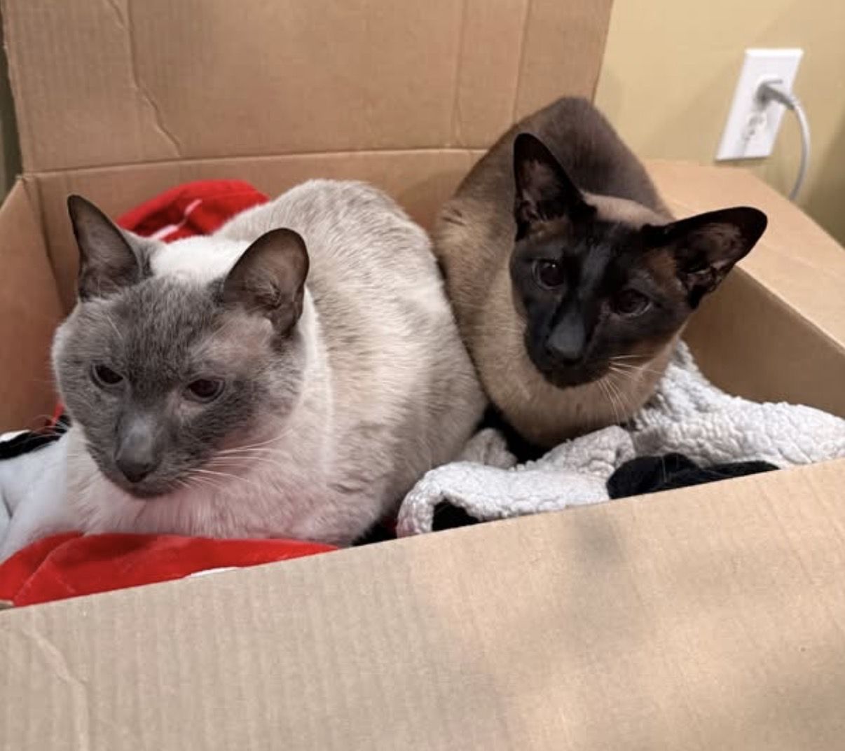 Two Siamese cats