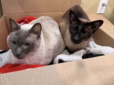 Two Siamese cats