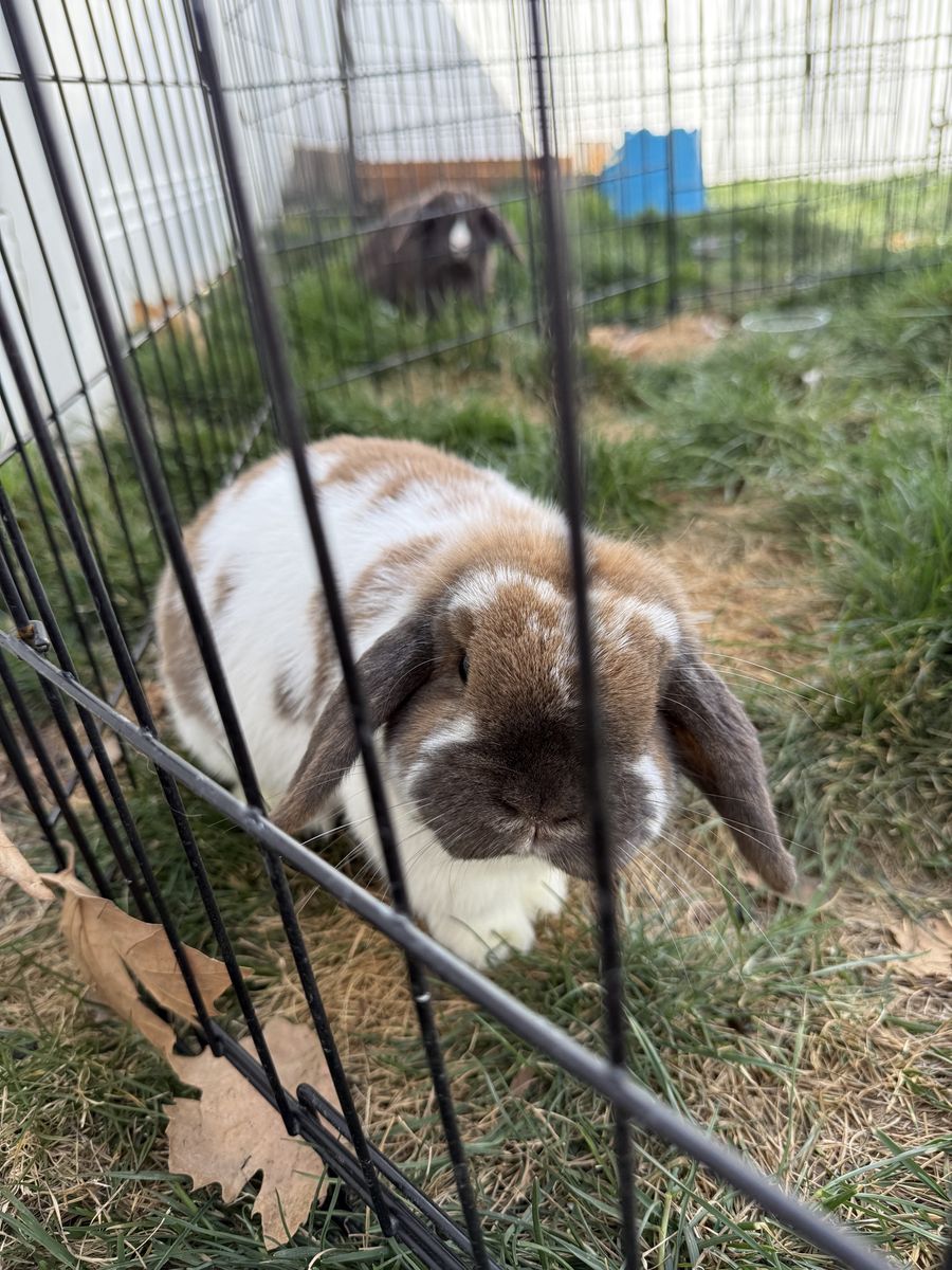 Proven Pedigreed Holland Lop Doe